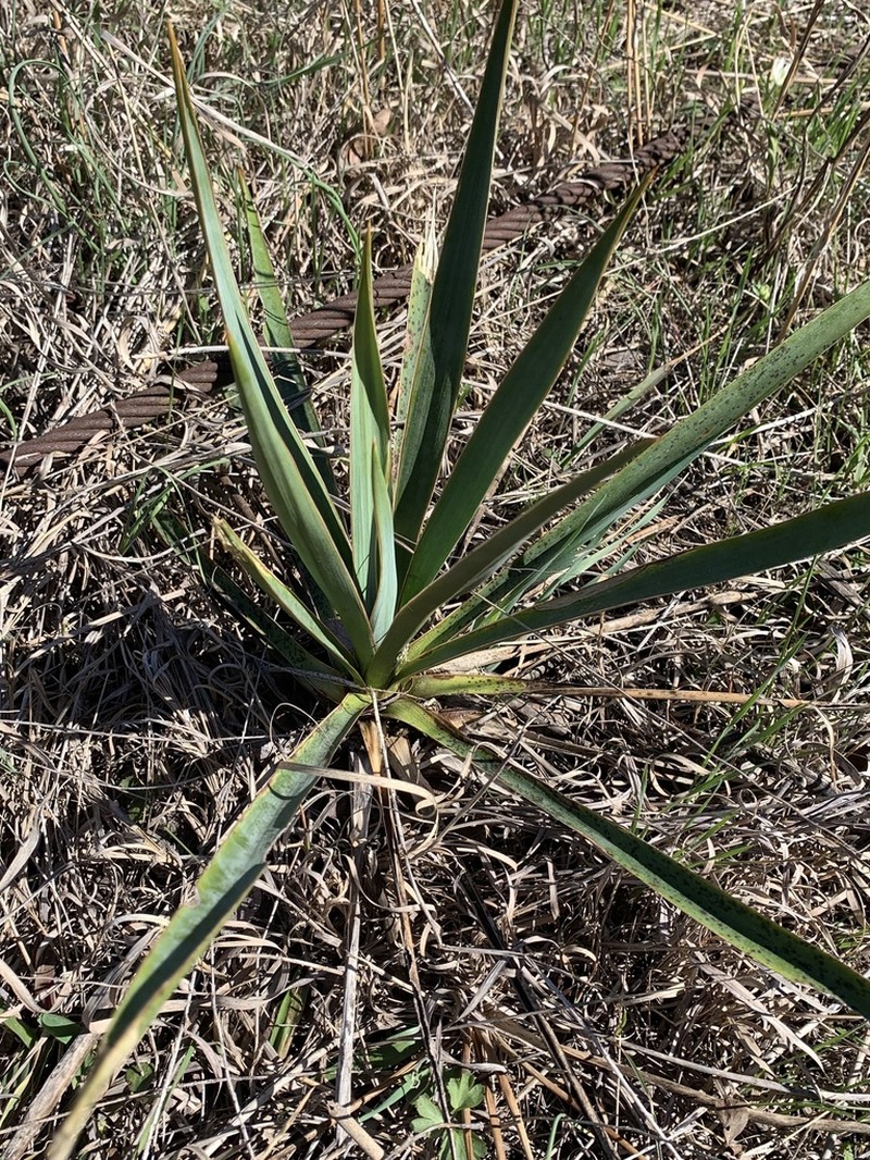 Twistleaf Yucca photo 3