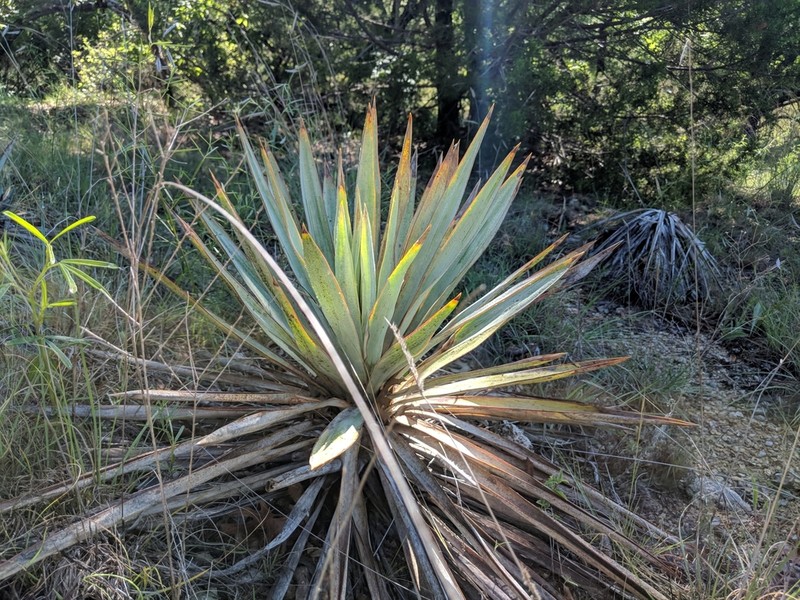 Twistleaf Yucca photo 4