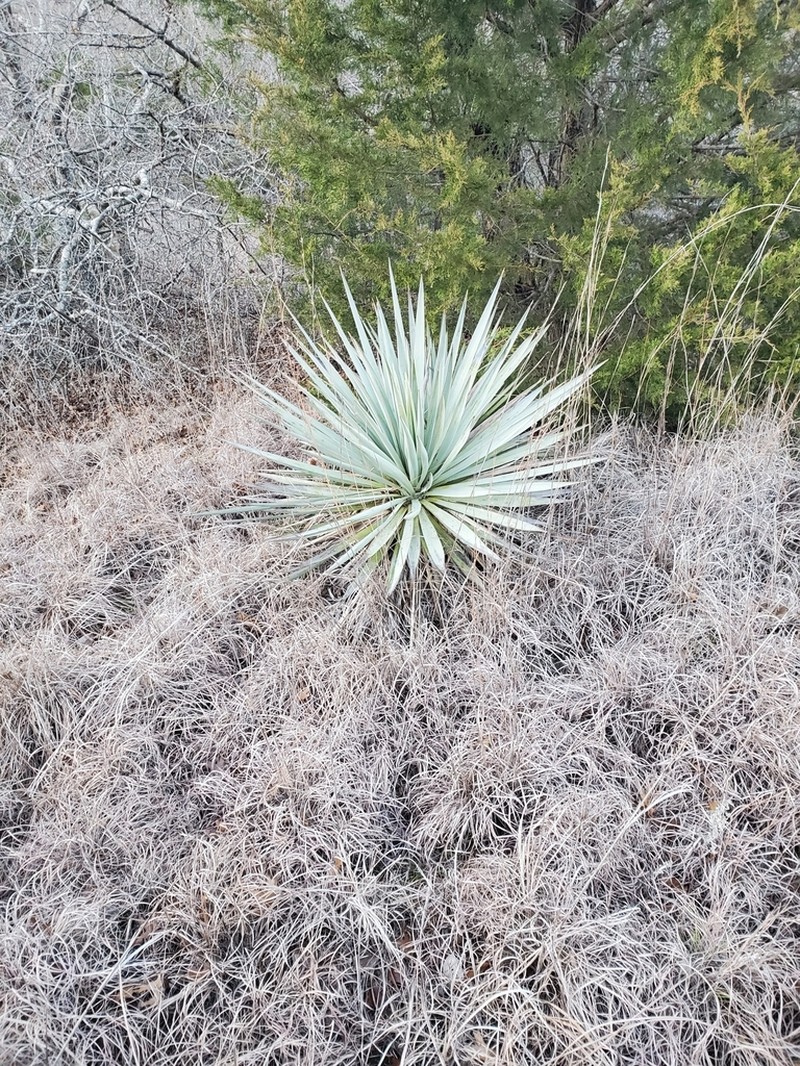 Twistleaf Yucca photo 5