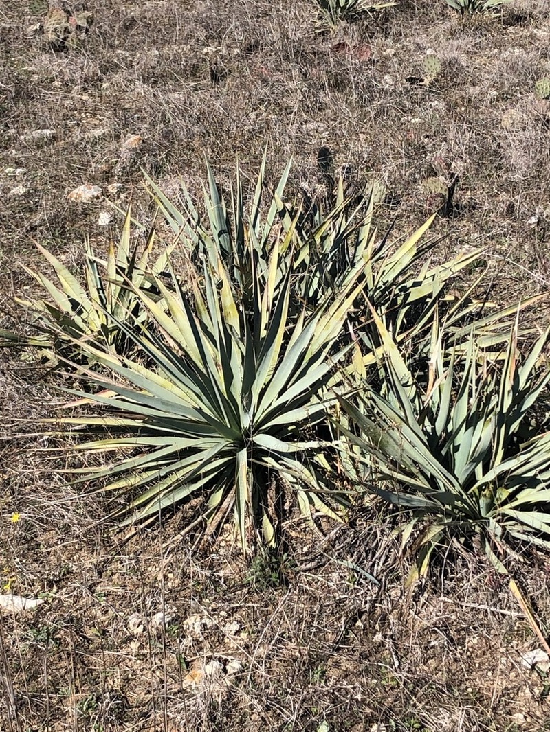 Twistleaf Yucca photo 6