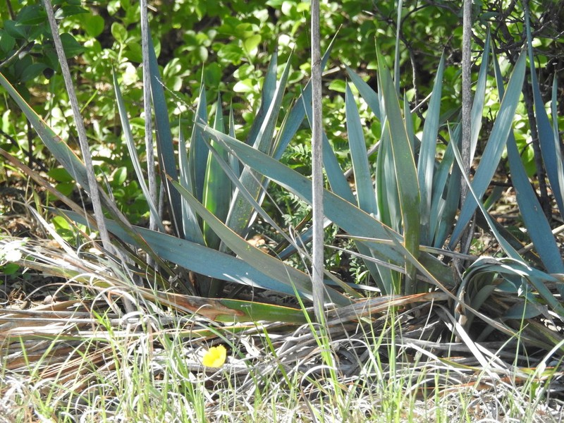 Twistleaf Yucca photo 7