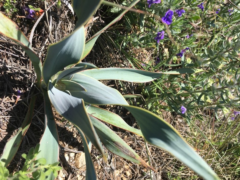 Twistleaf Yucca photo 8