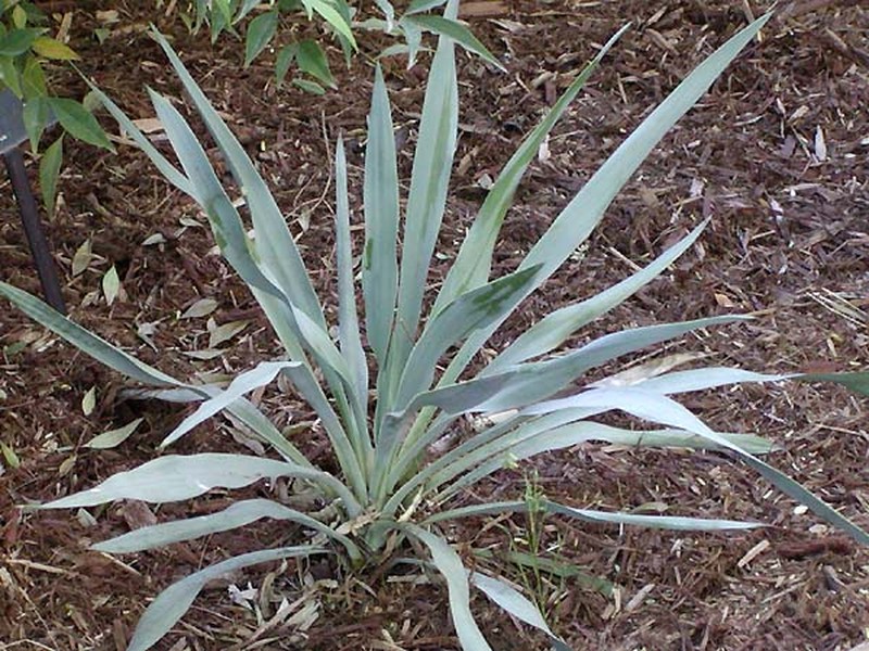 Twistleaf Yucca