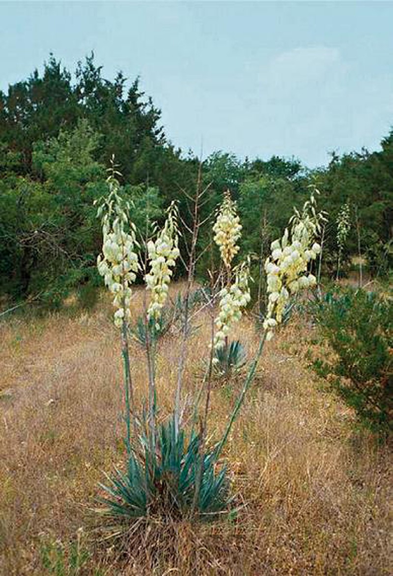 Twistleaf Yucca photo 2