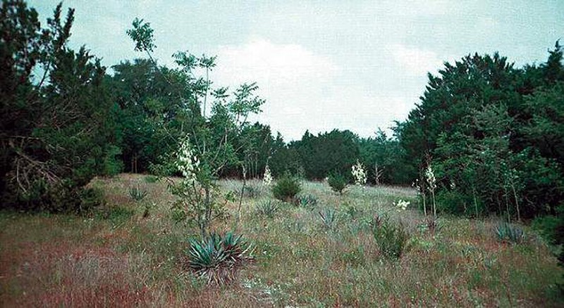 Twistleaf Yucca photo 3