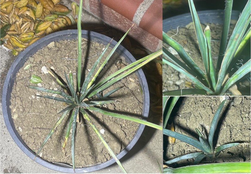 Yucca periculosa photo 2
