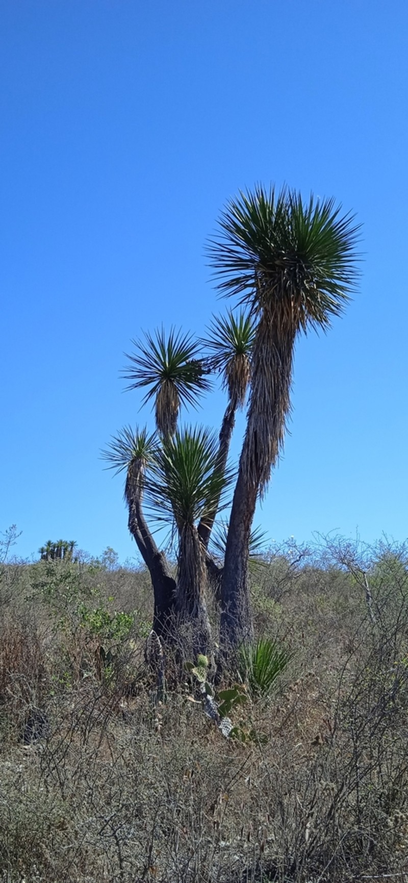 Yucca periculosa photo 3