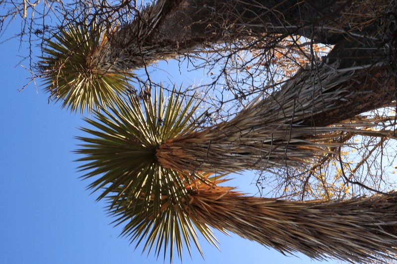 Yucca periculosa photo 4