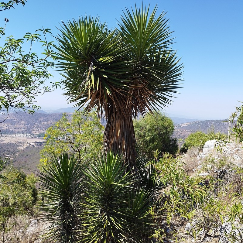 Yucca periculosa photo 5