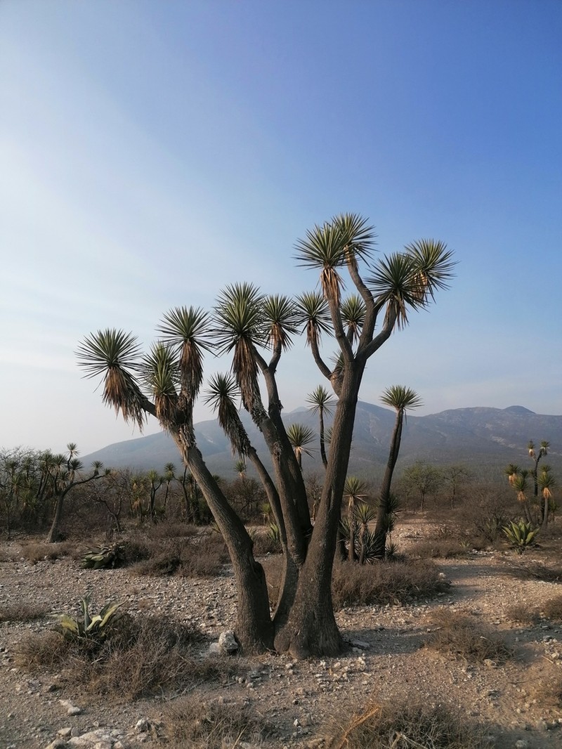 Yucca periculosa photo 6