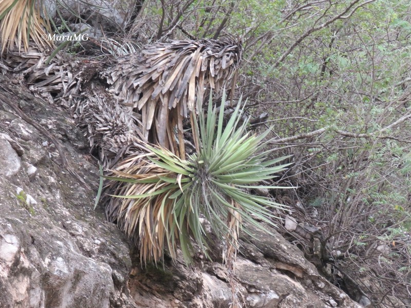 Yucca pinicola