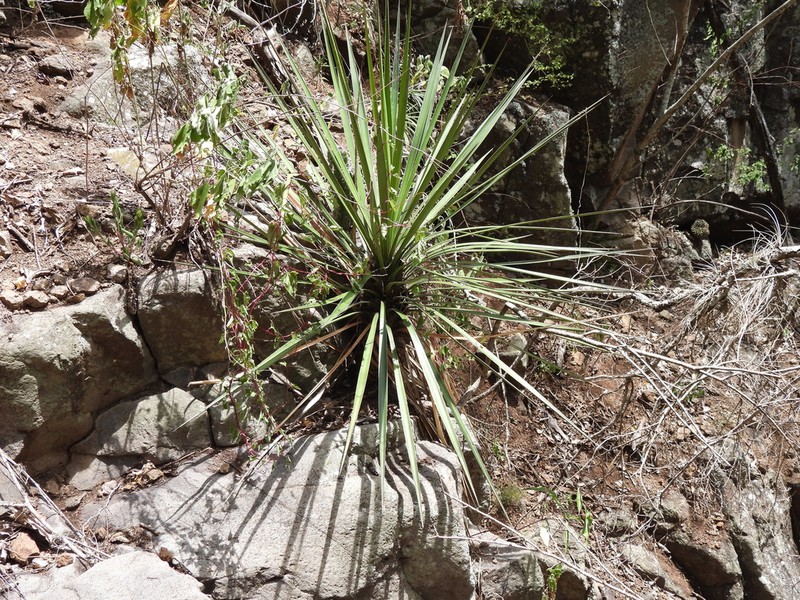 Yucca pinicola photo 2