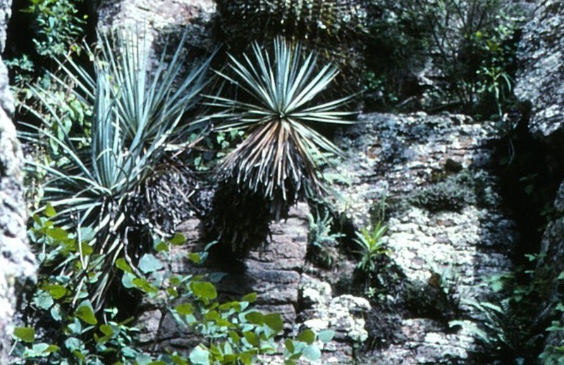 Yucca pinicola photo 3