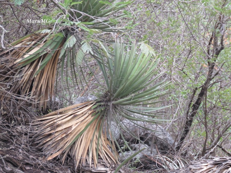 Yucca pinicola photo 4