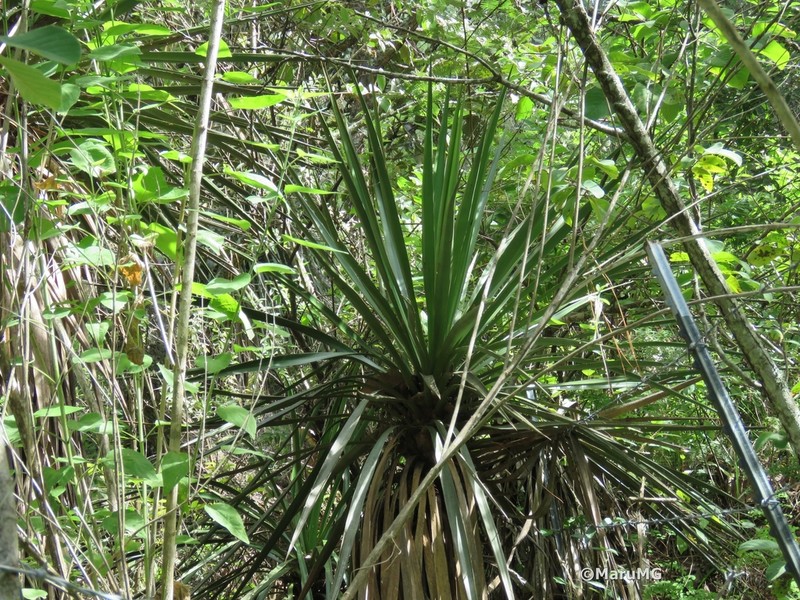 Yucca pinicola photo 5