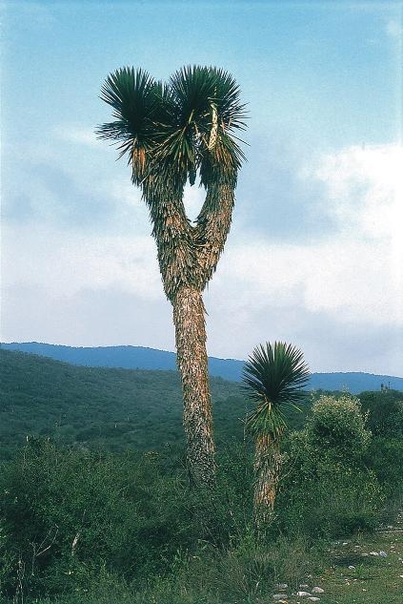 Yucca potosina