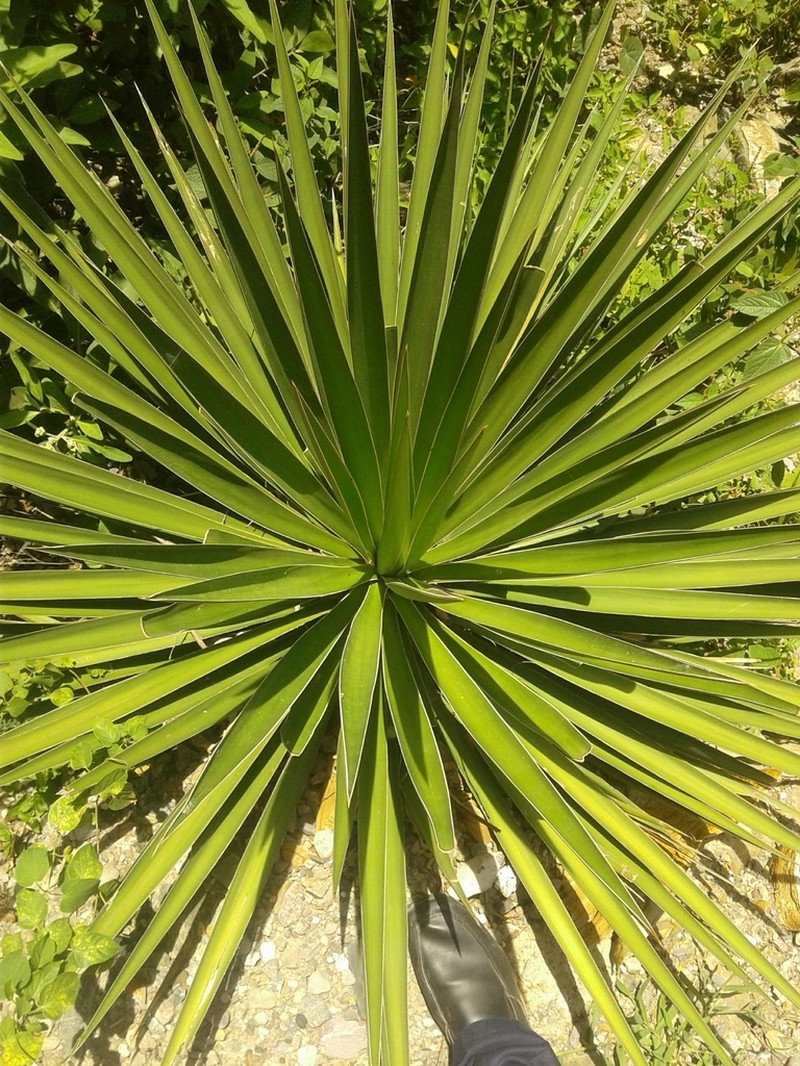 Yucca potosina photo 2