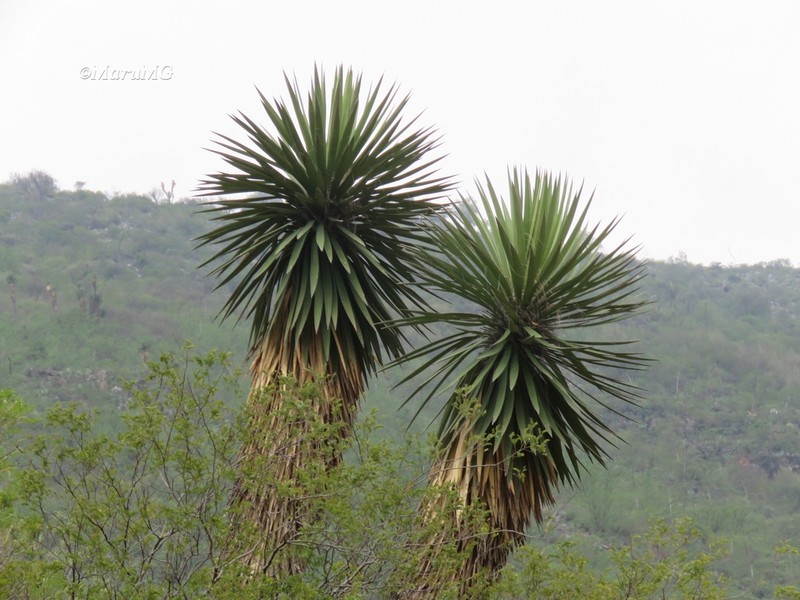 Yucca potosina photo 3