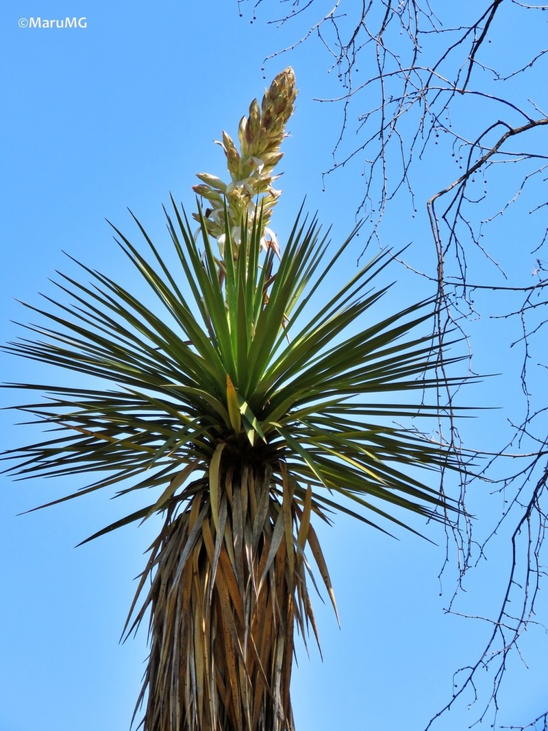 Yucca potosina photo 4