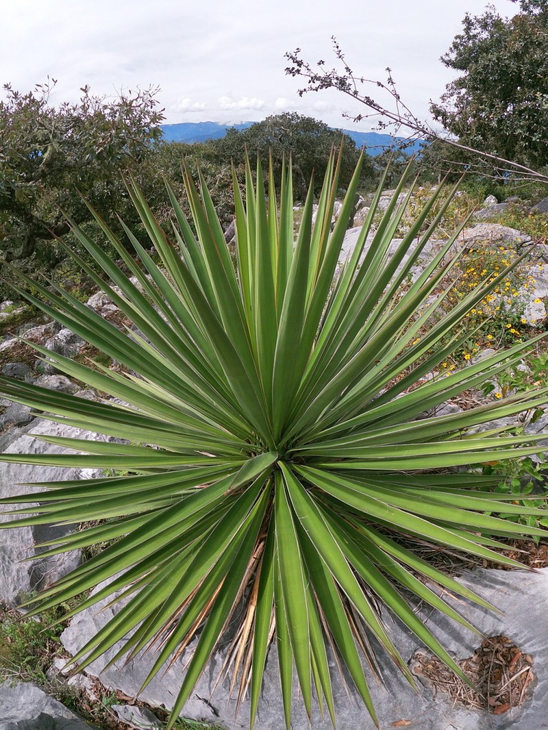 Yucca potosina photo 5