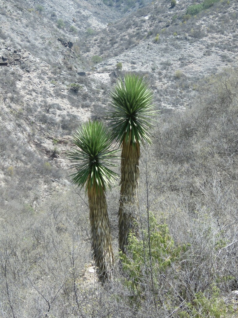 Yucca potosina photo 6