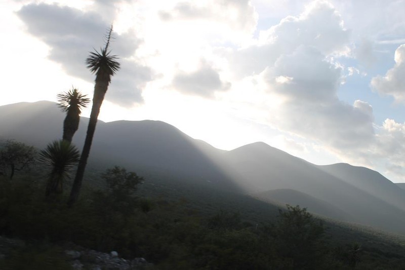 Yucca potosina photo 7