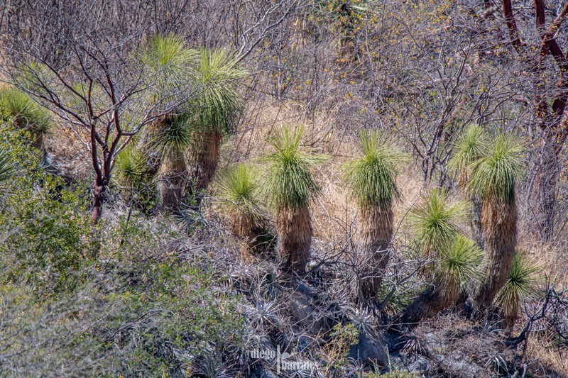 Yucca queretaroensis photo 2