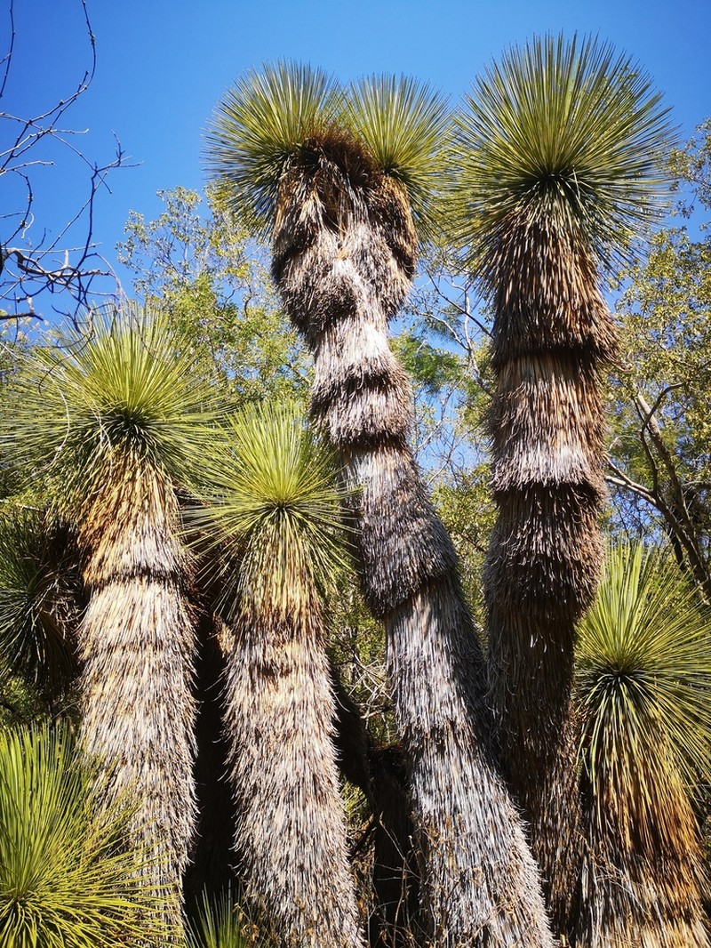 Yucca queretaroensis photo 3