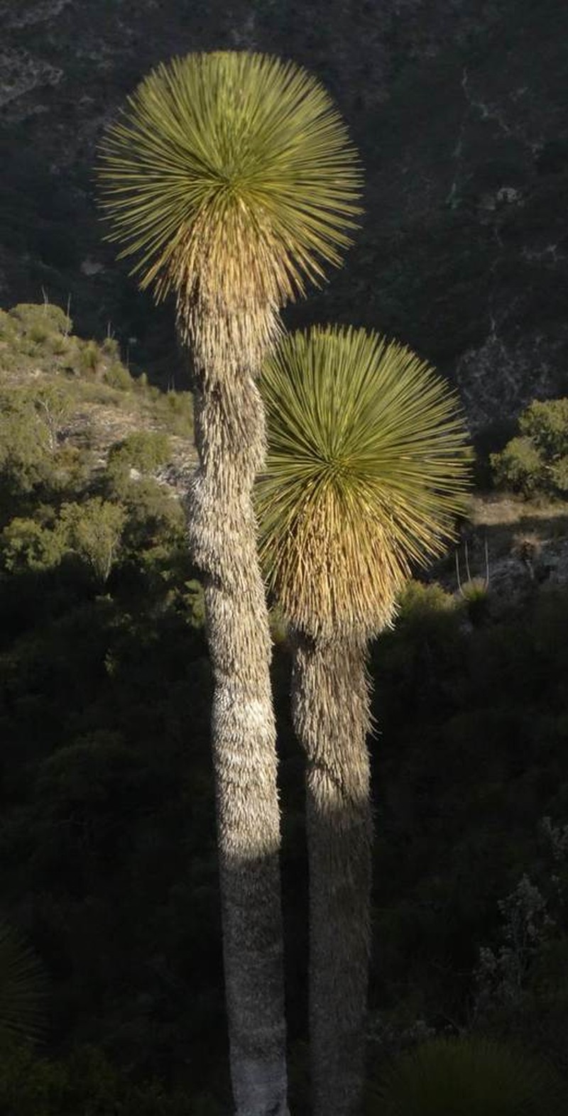 Yucca queretaroensis photo 4