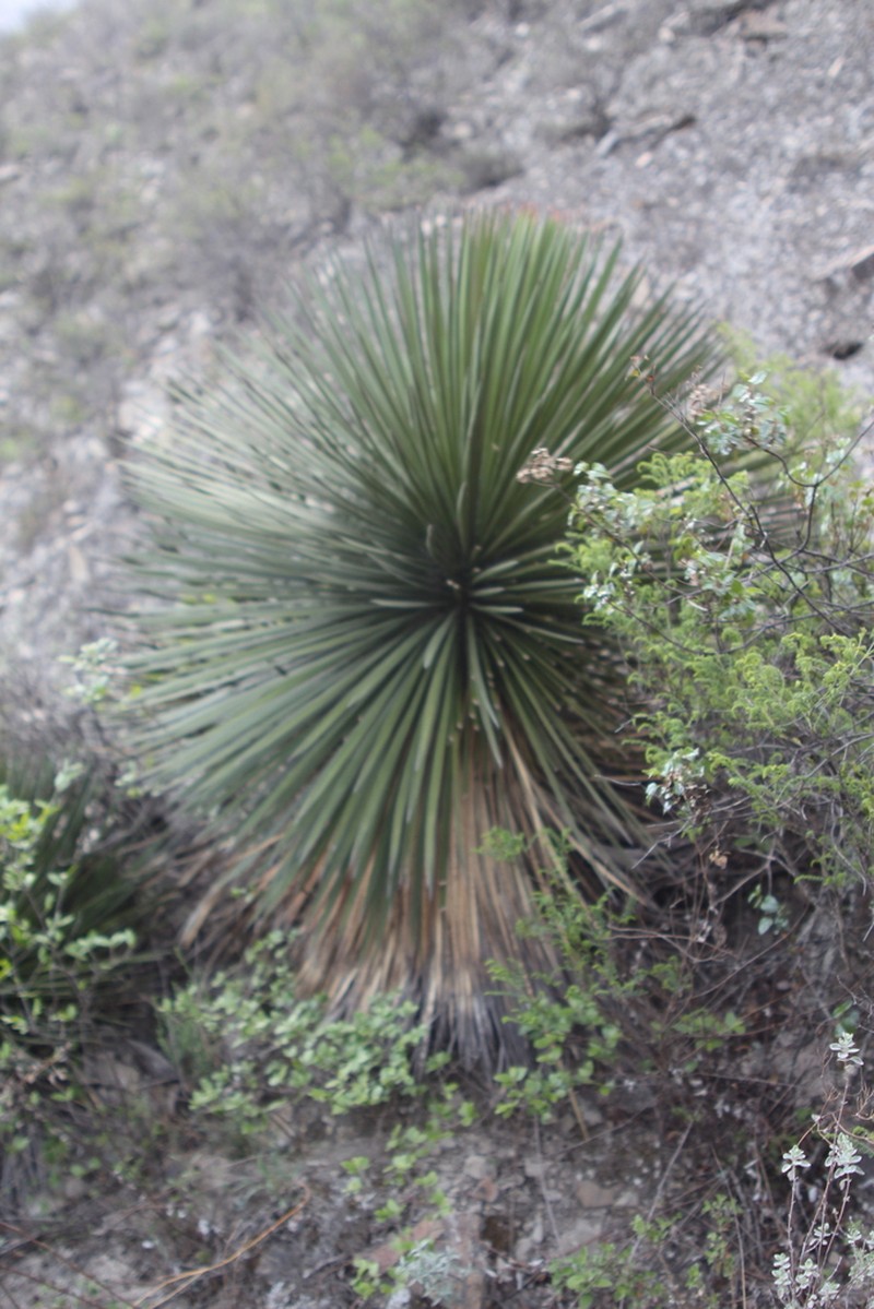 Yucca queretaroensis photo 5