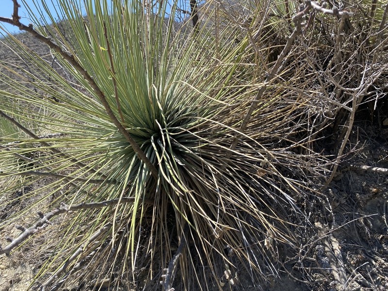 Yucca queretaroensis photo 6
