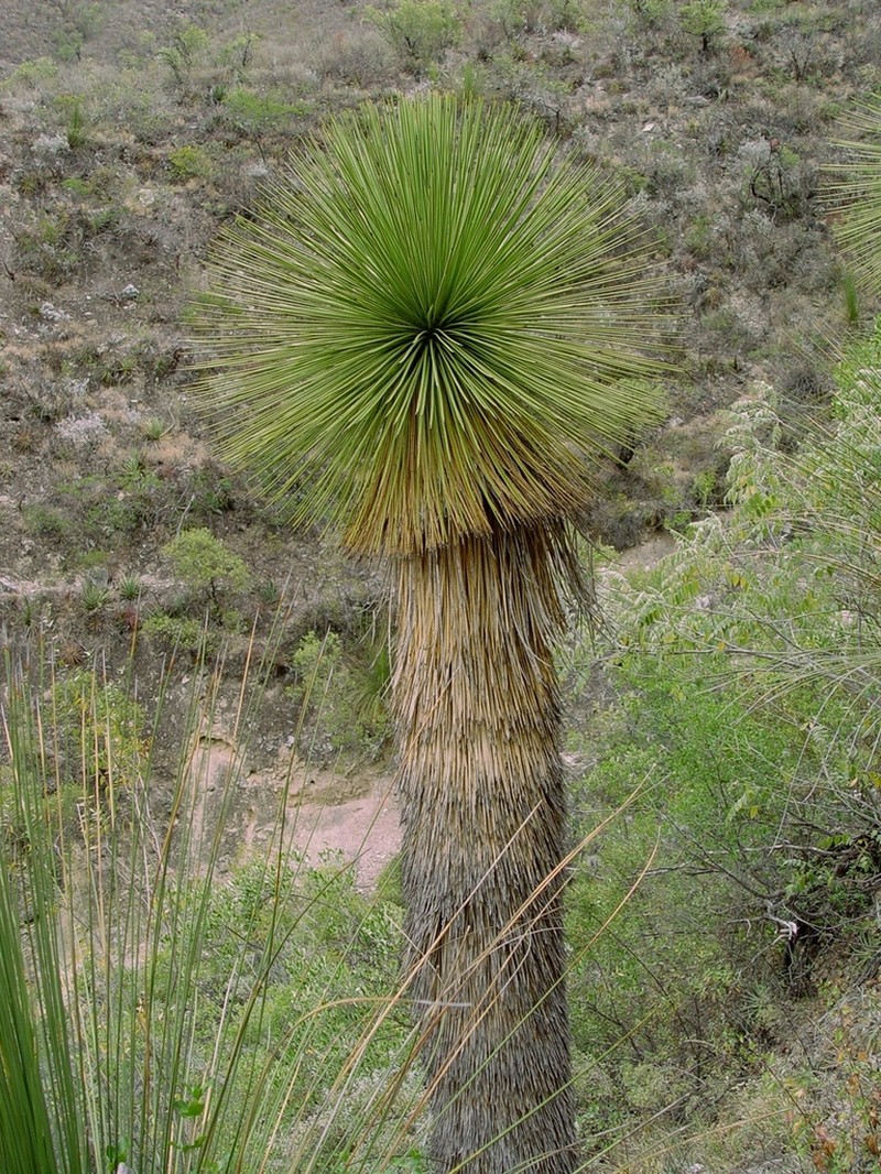 Yucca queretaroensis photo 7