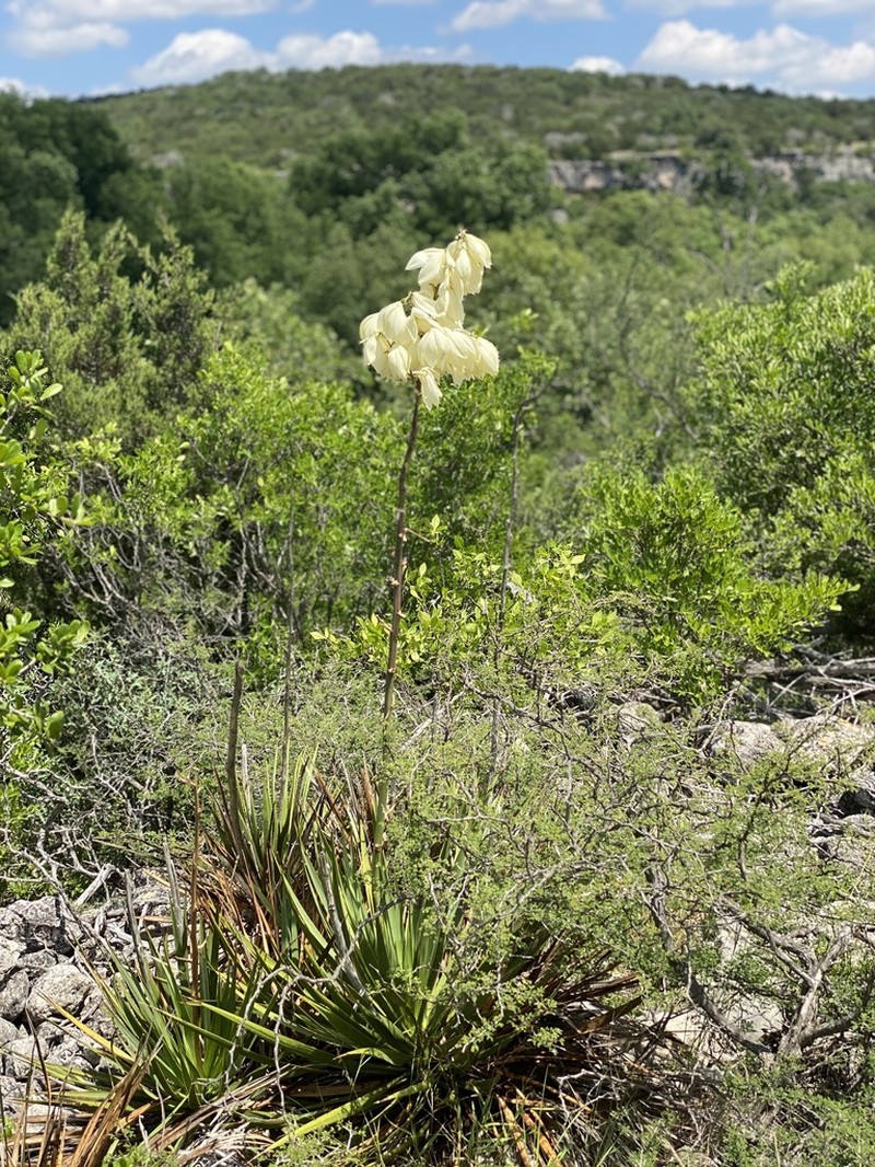 San Angelo Yucca photo 2