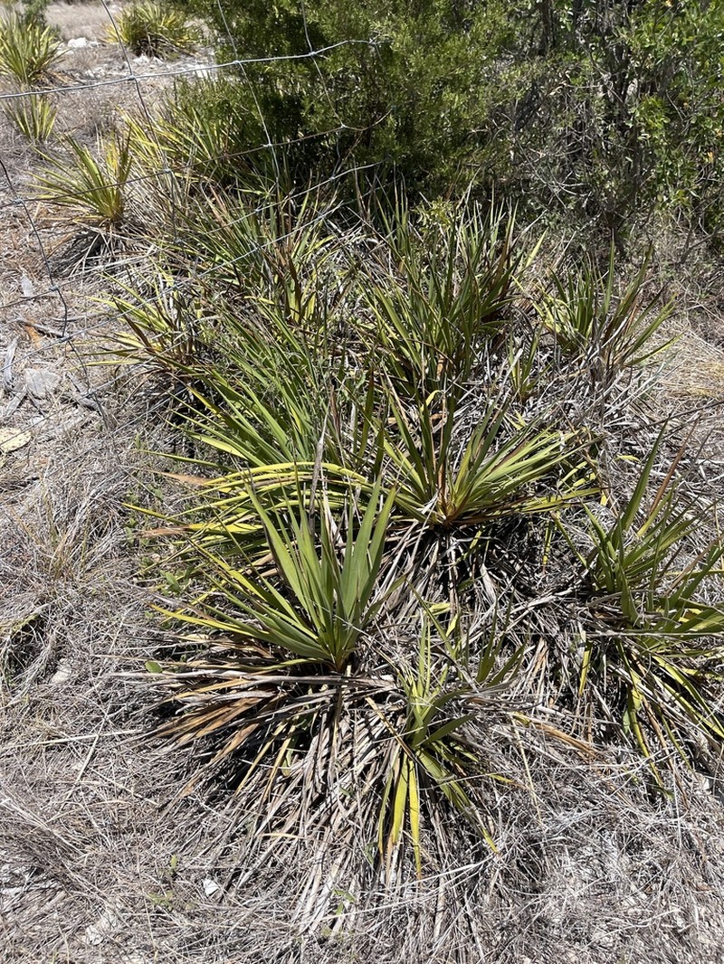 San Angelo Yucca photo 3