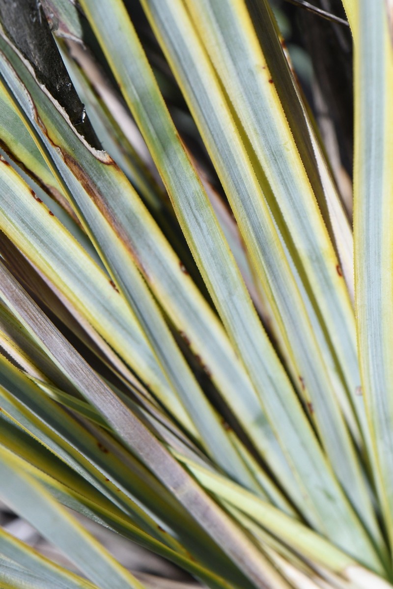 San Angelo Yucca photo 4