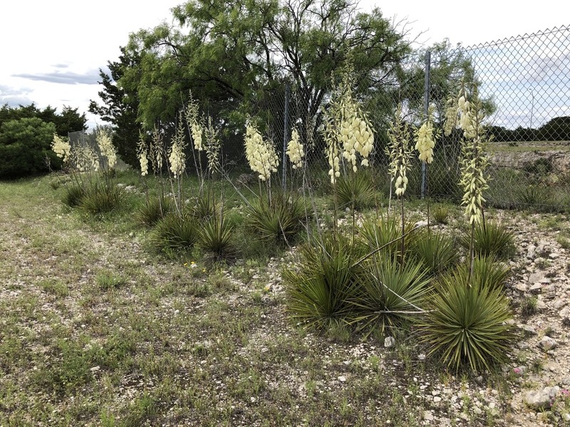 San Angelo Yucca photo 5