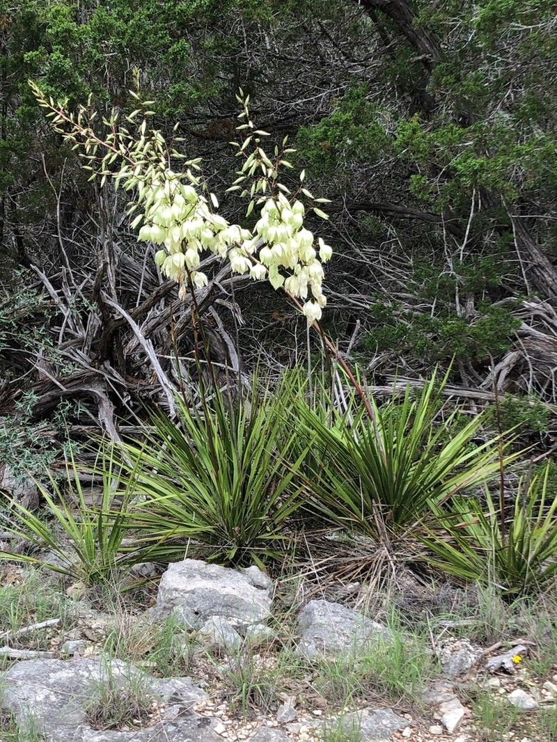 San Angelo Yucca photo 6