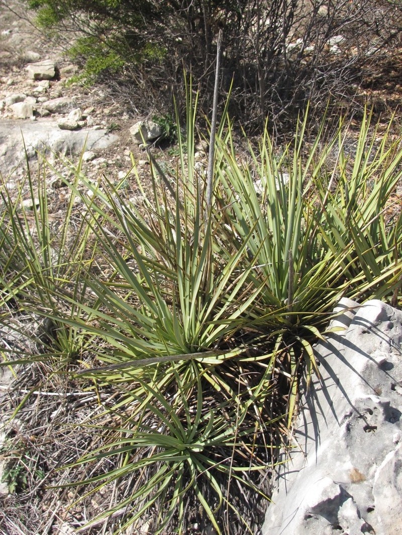 San Angelo Yucca photo 7