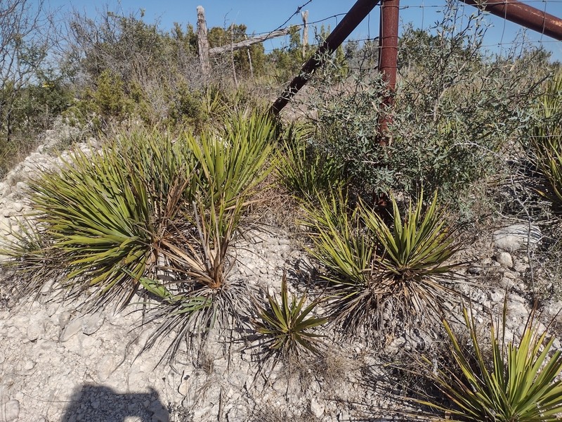 San Angelo Yucca photo 8