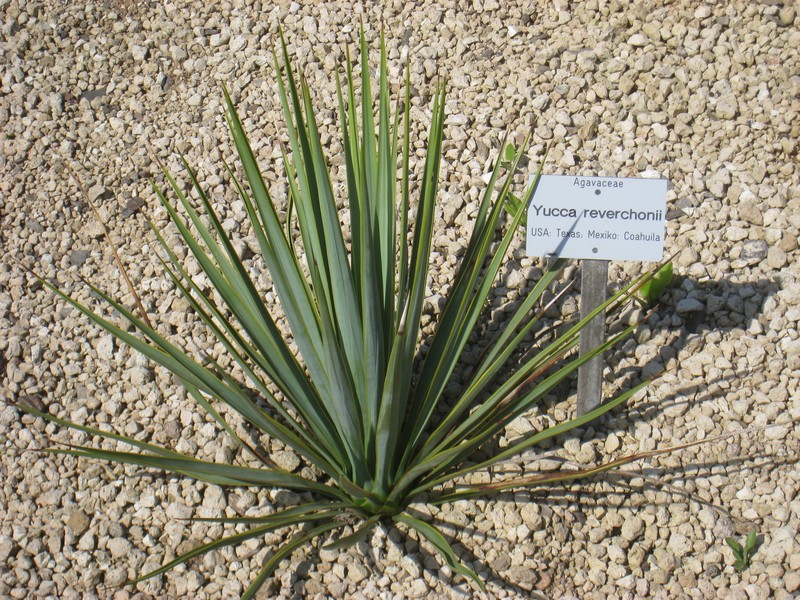 San Angelo Yucca