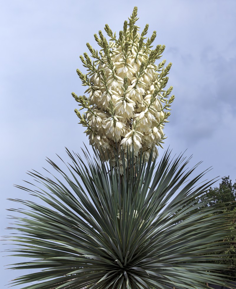 Yucca rostrata photo 2