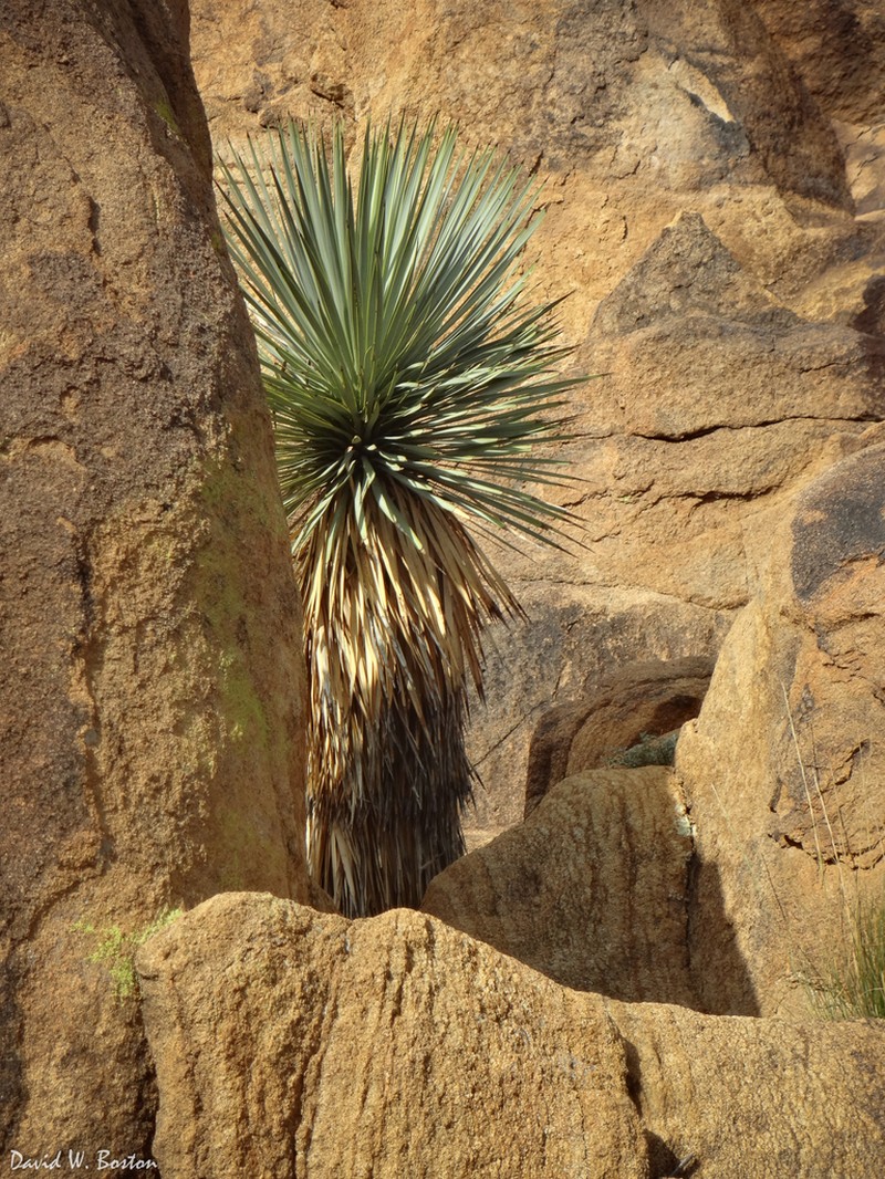 Yucca rostrata photo 3