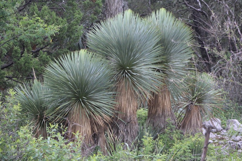 Yucca rostrata photo 4