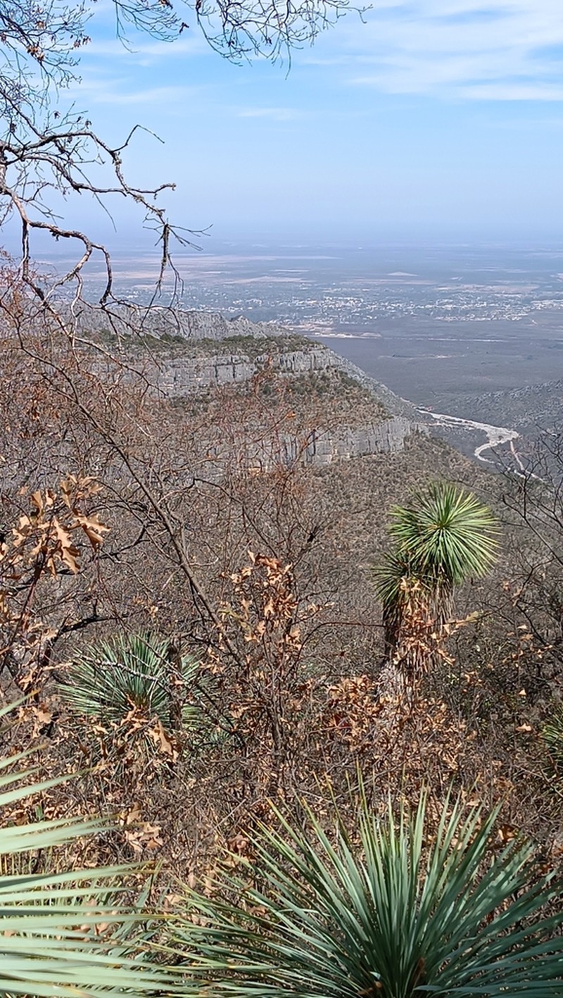 Yucca rostrata photo 5