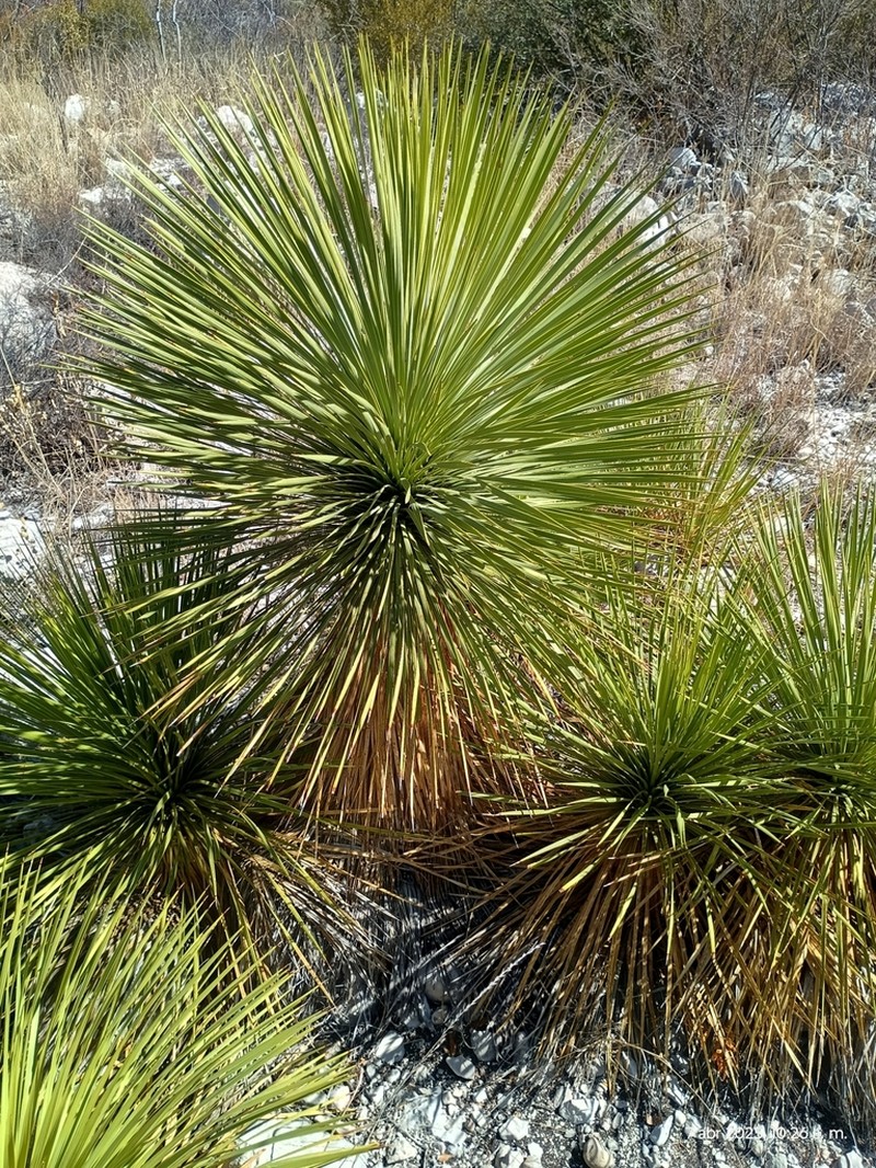 Yucca rostrata photo 6