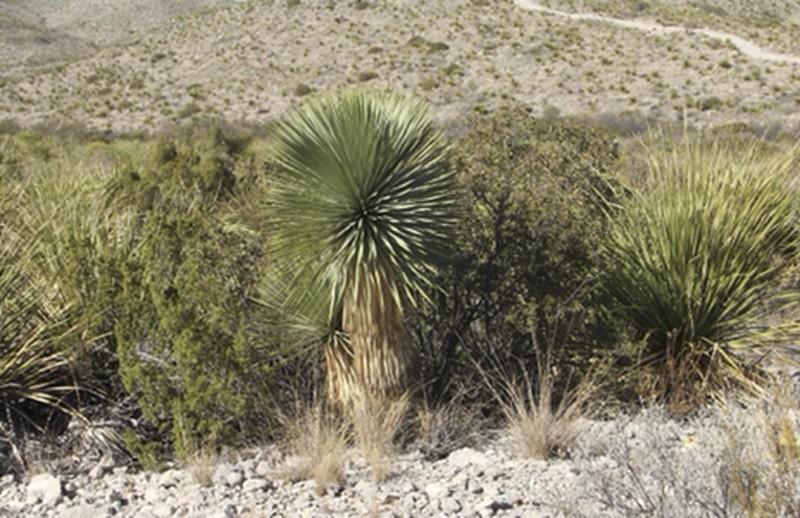 Yucca rostrata photo 7