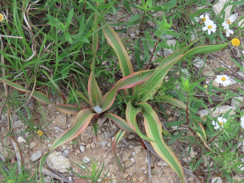 Texas Yucca photo 2