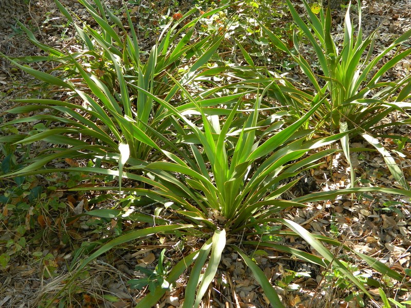 Texas Yucca photo 3