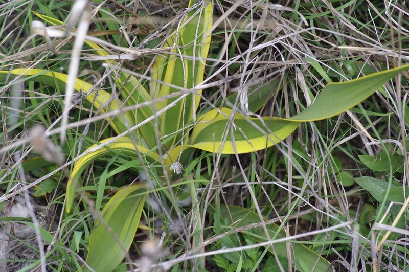 Texas Yucca photo 4