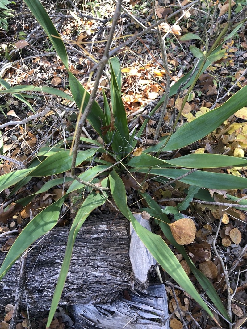 Texas Yucca photo 5